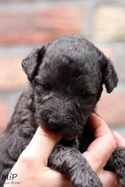 2011-05-28 Puppies Candy & Svet (14).jpg